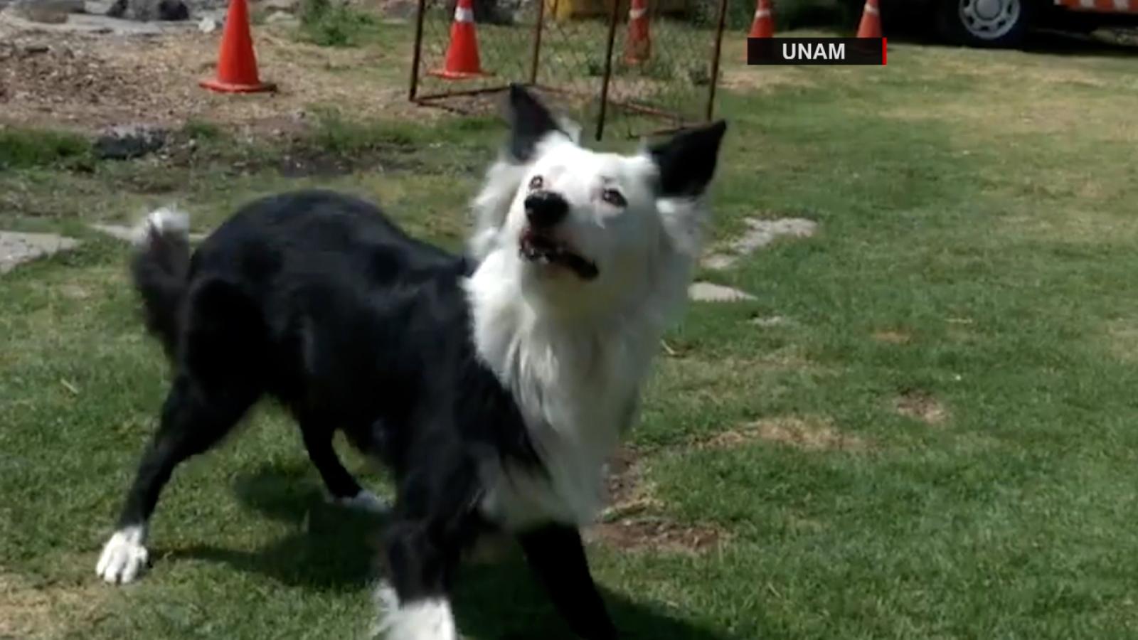 Así se preparan los binomios caninos de la UNAM para ...