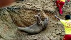 Espectacular rescate de una cría de elefante en la India