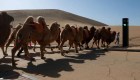 Conoce este semáforo para camellos, en China