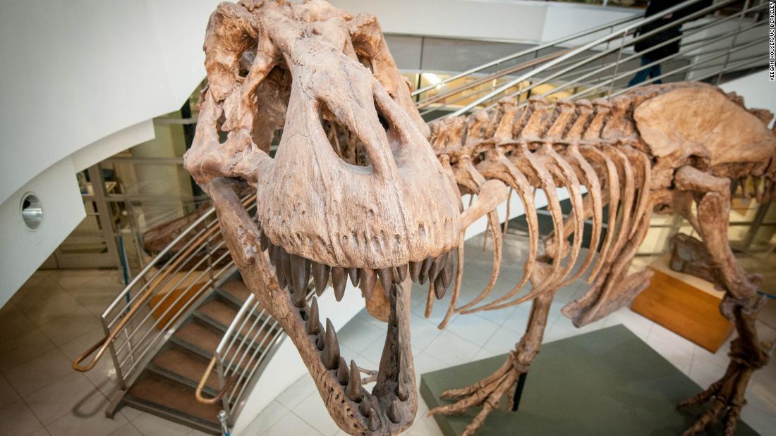 Investigators calculating the amount of T.rex deambularon por Tierra