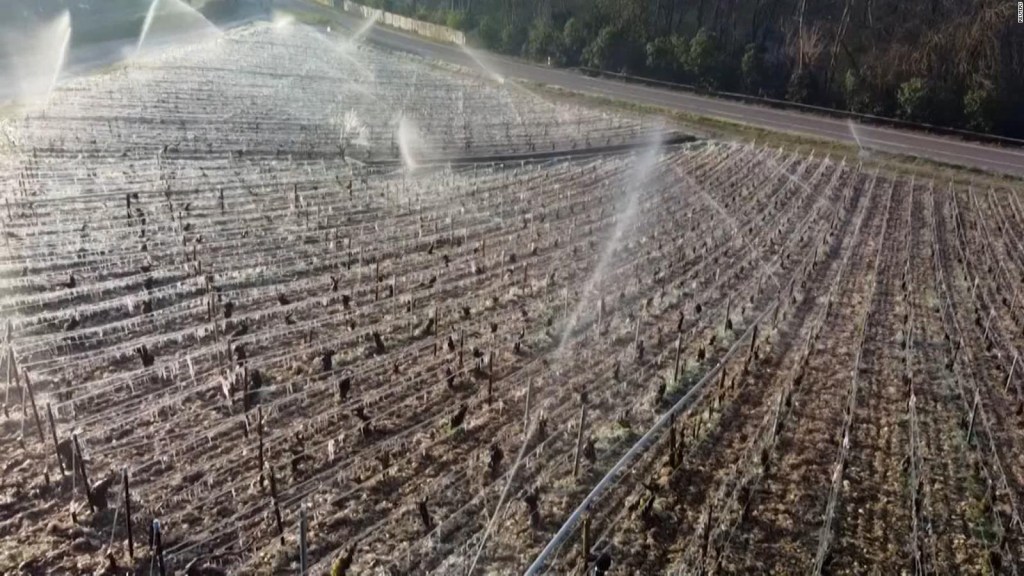 Viticultores de Francia pierden cosecha por helada severa