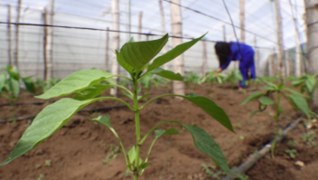 Así afecta el cambio climático a la agricultura de Centroamérica