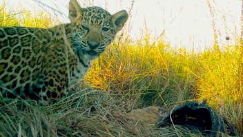 Reintroducen una familia de jaguares en Argentina