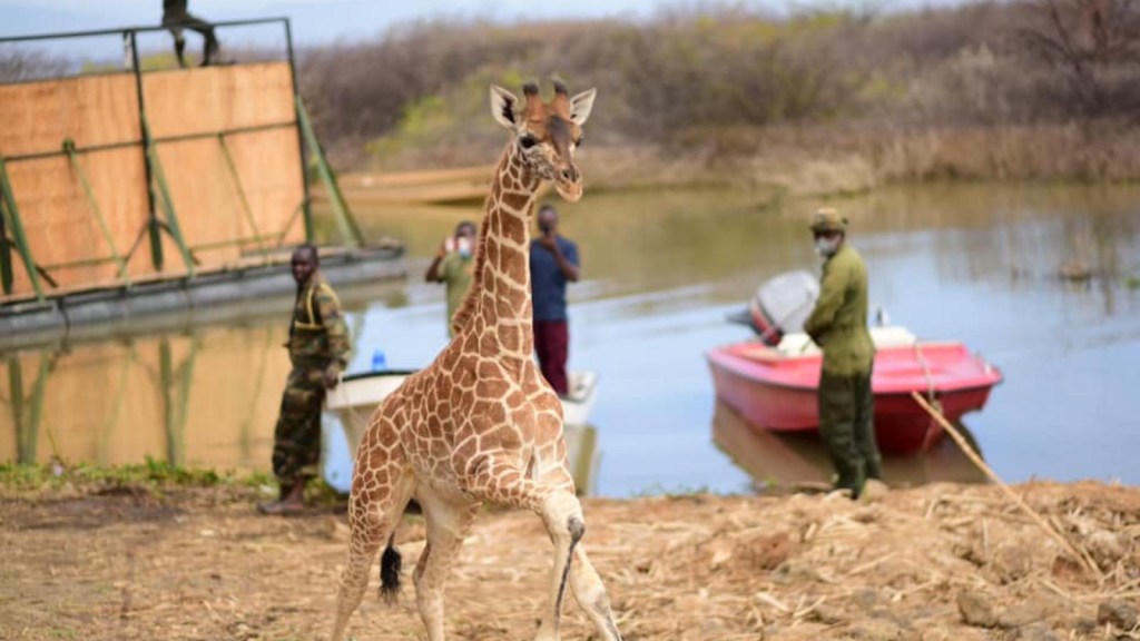 Así fue el rescate de jirafas de una isla que se hunde