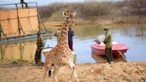 Así fue el rescate de jirafas de una isla que se hunde