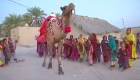 Un camello lleva libros a los niños en el desierto