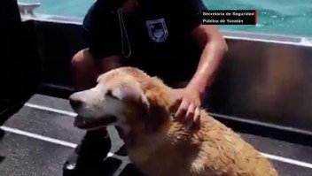 Rescatan perrita que estaba a punto de morir en altamar