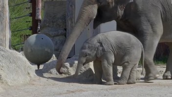 Bebé elefante cautiva a sus cuidadores