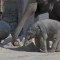 Bebé elefante cautiva a sus cuidadores
