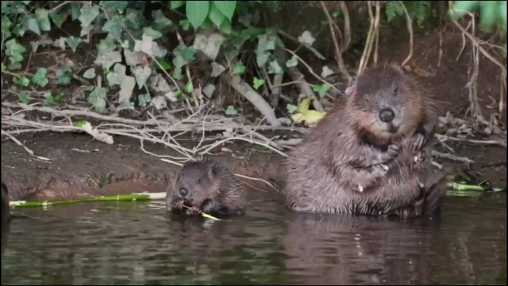 Beavers bite several cables and leave a city without internet