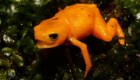 Descubren nueva especie de anfibio en Brasil