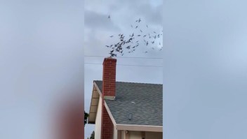 Cientos de pájaros invaden residencia en California