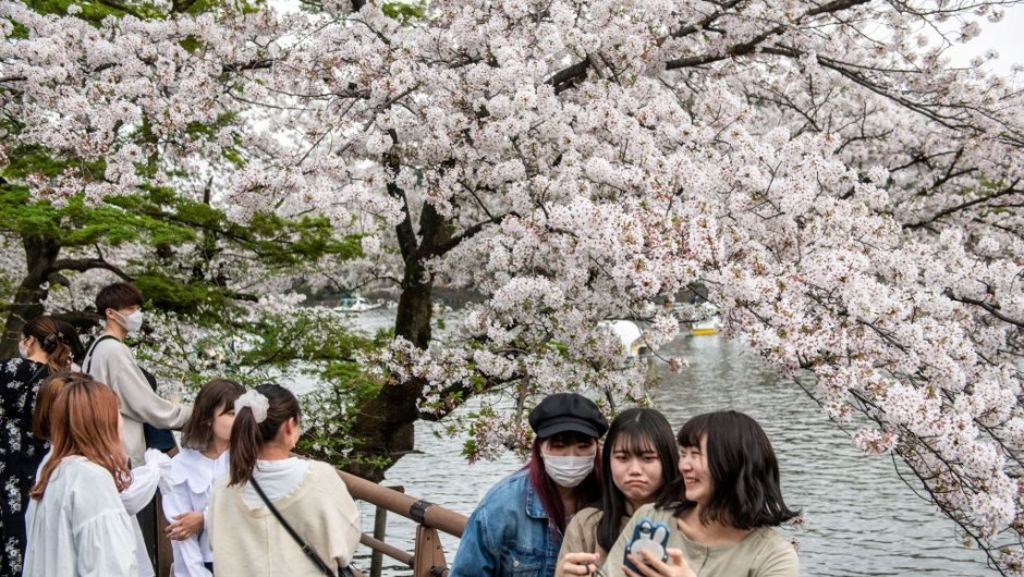 Cerezos en flor Japón