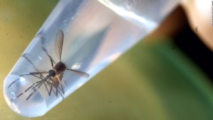 mosquitos-genéticamente-modificados-florida
