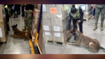 Perro policía detecta cocaína en aeropuerto de México