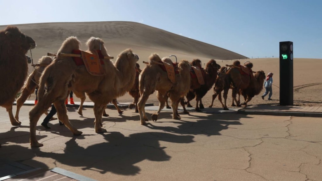 semáforo-camellos-china