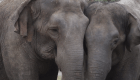 Estos elefantes de circo tienen un nuevo hogar