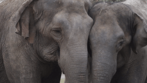 Estos elefantes de circo tienen un nuevo hogar