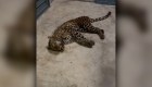 Leopardo suelto en las calles de China
