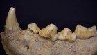 Descubren los restos de 11 neandertales en Italia