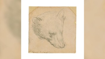 Subastan un pequeño oso dibujado por Da Vinci