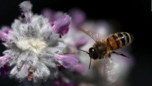 5 cosas sorprendentes sobre las abejas en el Día Mundial de las Abejas
