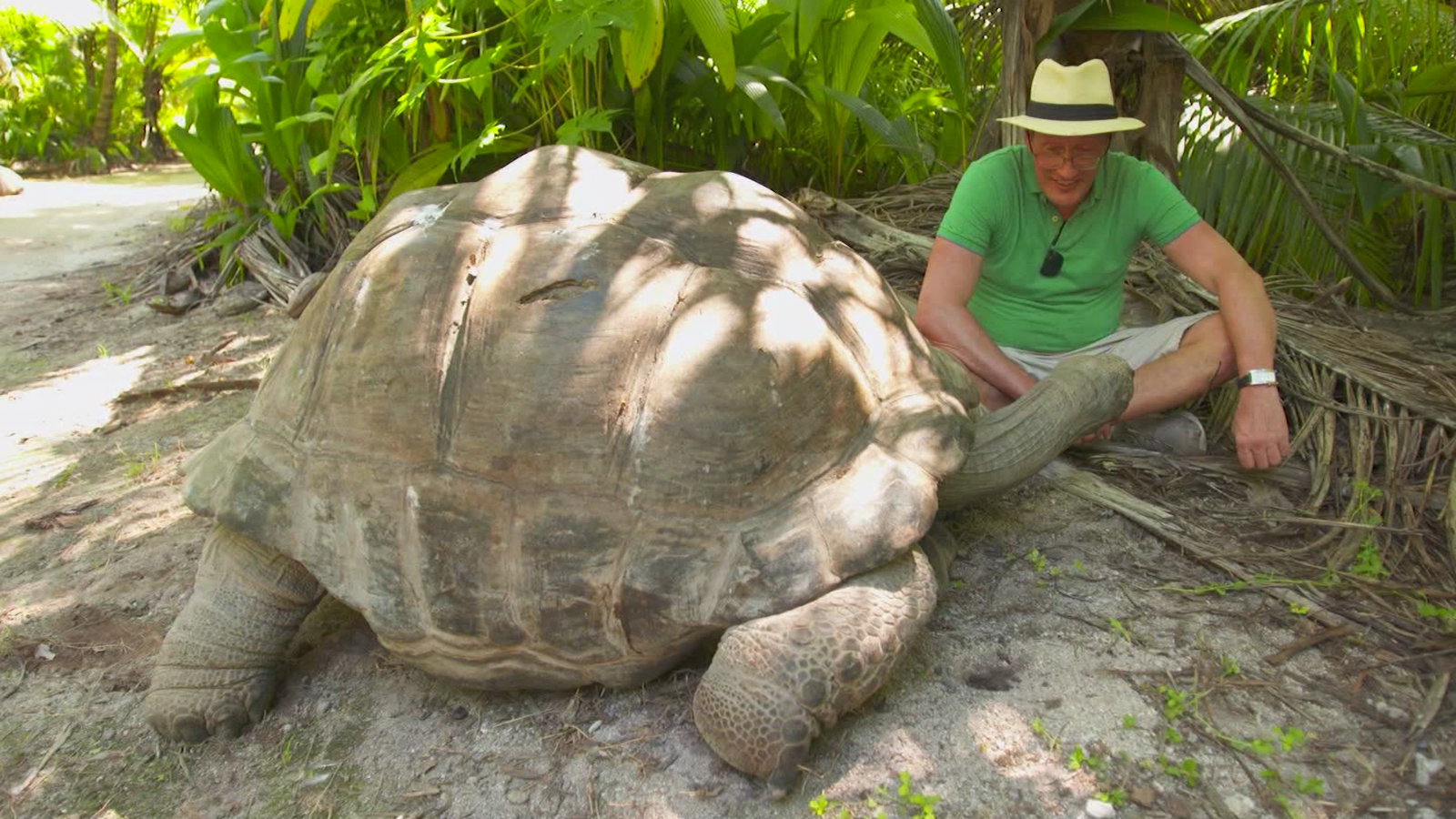 plan de estudios Juramento doble La tortuga errante más antigua y pesada del mundo vive en Seychelles |  Video | CNN