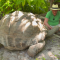 Mira a la tortuga errante más antigua y pesada del mundo