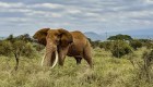 Kenya contará los animales de sus parques nacionales