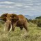 Kenya contará los animales de sus parques nacionales