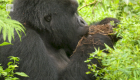 Veterinarios cuidan a gorilas en peligro de extinción