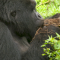 Veterinarios cuidan a gorilas en peligro de extinción