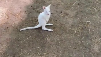 Nace canguro albino en un zoológico ruso