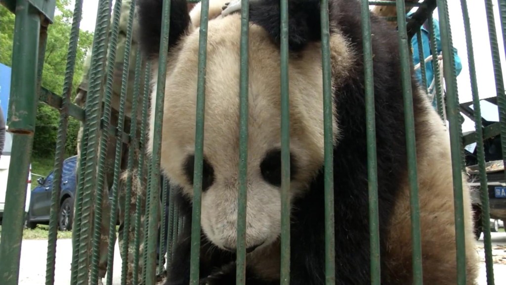 Panda se recupera y vuelve a su hábitat