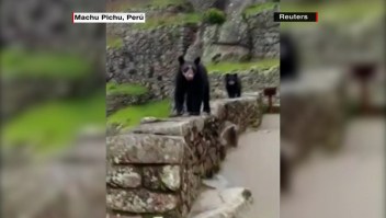Mira a osos andinos que pasean por Machu Picchu
