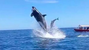 Video: una orca saltó y golpeó a un delfín en el aire