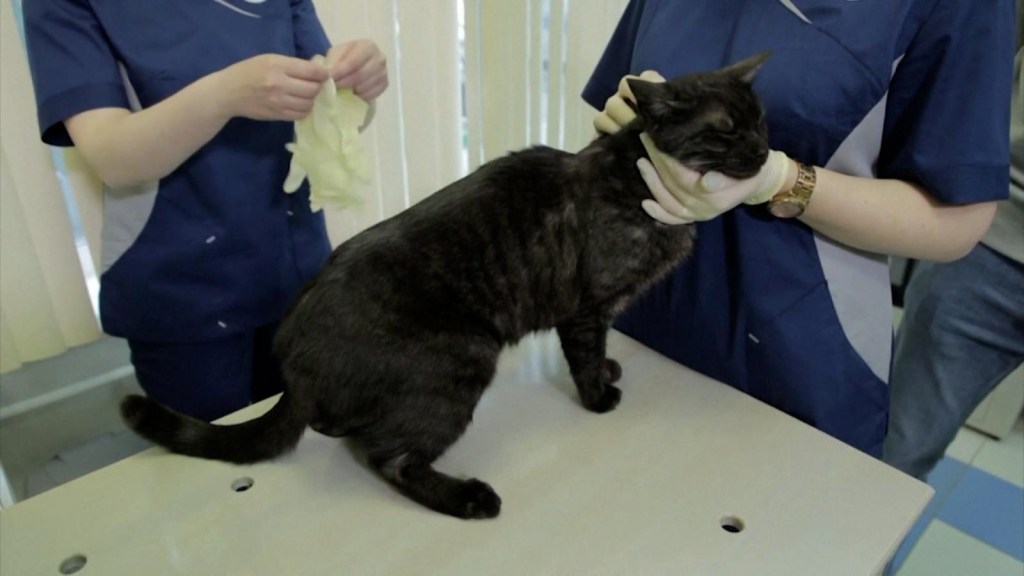 Rusia inicia vacunación de mascotas contra el covid-19