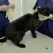 Rusia inicia vacunación de mascotas contra el covid-19
