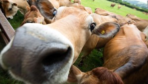 suplemento alimenticio vacas