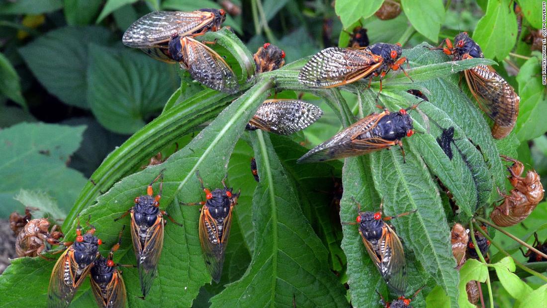 US Generation X Cicadas