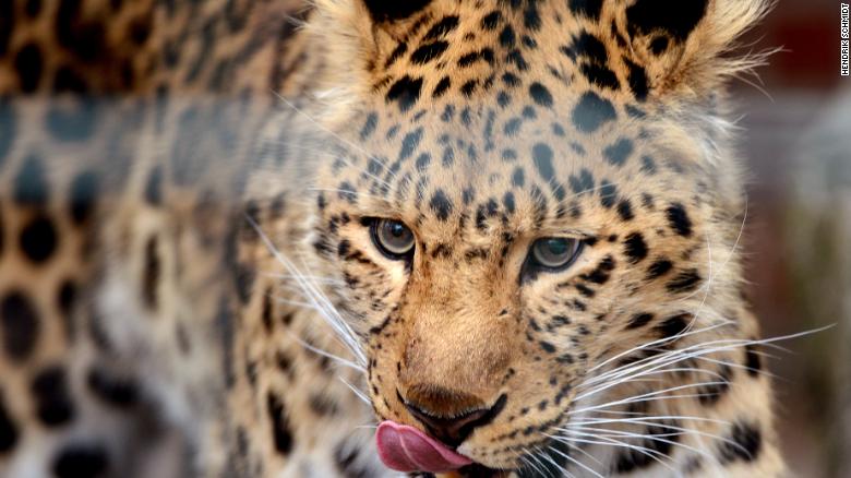 leopardo del Amur