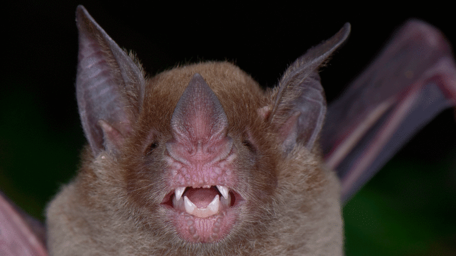 murciélago de cara pálida