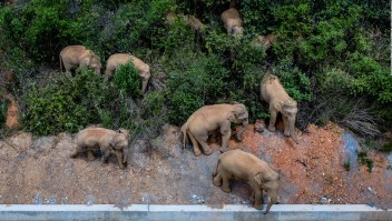 Manada de elefantes deambula por las calles de China