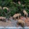 Manada de elefantes deambula por las calles de China
