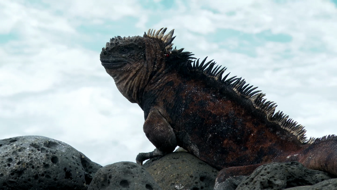 Día Mundial del Medio Ambiente desde las Islas Galápagos
