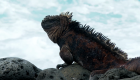 Animales en islas Galápagos retoman parte de su hábitat