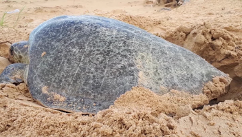 El lugar de Brasil que protege a las tortugas marinas
