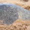 El lugar de Brasil que protege a las tortugas marinas