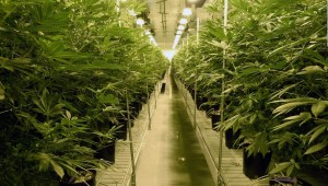 Amazon anuncia apoyo a la legalización de marihuana