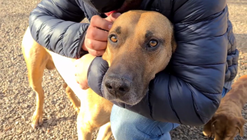 Los argentinos adoptan más mascotas durante la pandemia